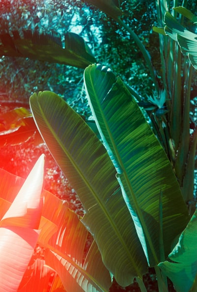 白天的绿色香蕉树